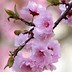 Image result for Cherry Blossom BGS 260X60px