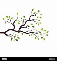 Image result for Branch Illustration