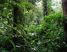 Image result for Jungle Planet