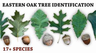 Image result for Eastern Red Oak Tree Leaf