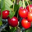 Image result for Wild Black Cherry Tree Boards