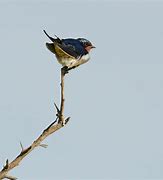 Image result for Bird Perched On a Branch