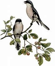 Image result for Bird On Branch Drawing