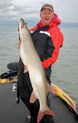 Image result for Great Lakes Musky