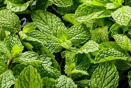 Image result for Mint Leaves On a Vine