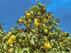 Image result for Shade Cloth On Lemon Tree