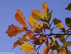 Image result for Swamp White Oak Leaf