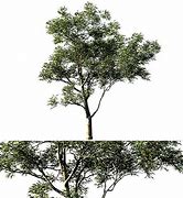 Image result for Eucalyptus Saligna Timber Characteristics