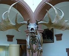 Image result for Irish Moose