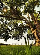 Image result for Sugar Maple Tree Canada