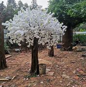 Image result for Real Cherry Blossom Tree