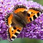 Image result for Butterfly Attracting Landscaping Plants