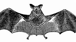 Image result for Funny Bat Clip Art