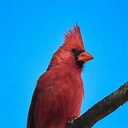 Image result for Bird On a Branch Bokeh Background