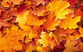 Image result for Fall Slide Background