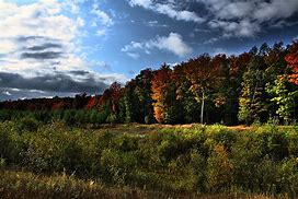 Image result for Best Fall Color Maple Tree