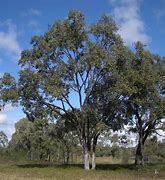 Image result for Eucalyptus Hedge