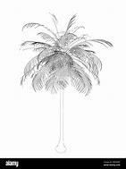 Image result for Palm Tree Vector Outline