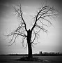 Image result for Scary Tree Pencil Drawing