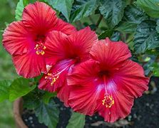 Image result for Types of Hibiscus Flowers