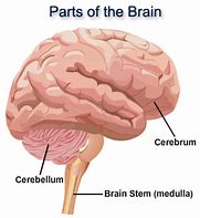 Image result for Human Brain Diagram