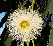 Image result for Blue Gum Eucalyptus Tree Root System