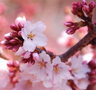 Image result for High Quality Cherry Blossom Wallpaper