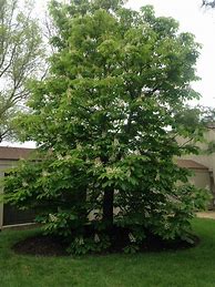 Image result for Horse Chestnut Tree Fall Foliage