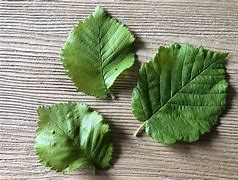 Image result for Purple Leaf Elm