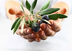 Image result for Olive Tree Branches Symbolism