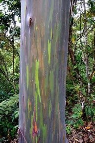 Image result for Rainbow Eucalyptus Flooring