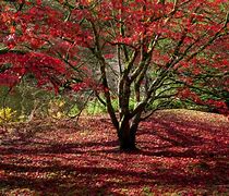 Image result for Autumn Maple Tree Leaf