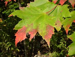 Image result for Maple Leaf Coloring