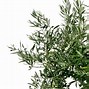 Image result for Curved Olive Branch Green Clip Art