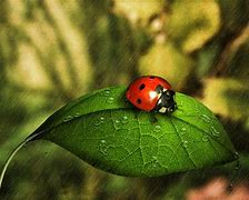 Image result for Ladybug On Leaf Clip Art