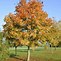 Image result for Orange Maple Tree Leaves