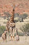 Image result for Female Angolian Giraffe