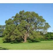 Image result for Baltimore City College Tree Siberian Elm