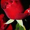 Image result for Download Free Red Rose Flower