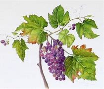 Image result for vine leaves watercolor