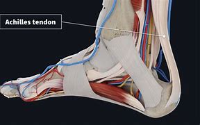 Image result for Tendons in Ankle