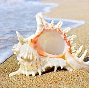 Image result for Beach and Sea Shell Background