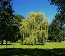 Image result for Weeping Willow Tree Branch