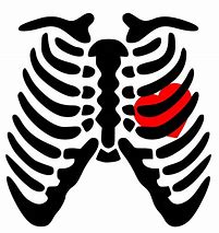 Image result for Rib Cage Heart Drawing