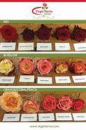 Image result for Coral Colored Roses with Names