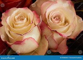 Image result for Beige Roses Wallpapers for Desktop