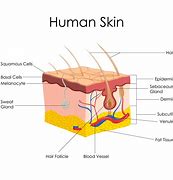 Image result for Human Skin Model Anatomy