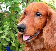 Image result for Liver and White Cocker Spaniel