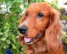 Image result for Mini Aussie Cocker Spaniel Mix