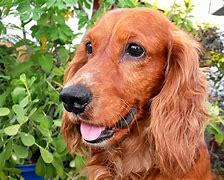 Image result for American Food Spaniel Cocker Mix